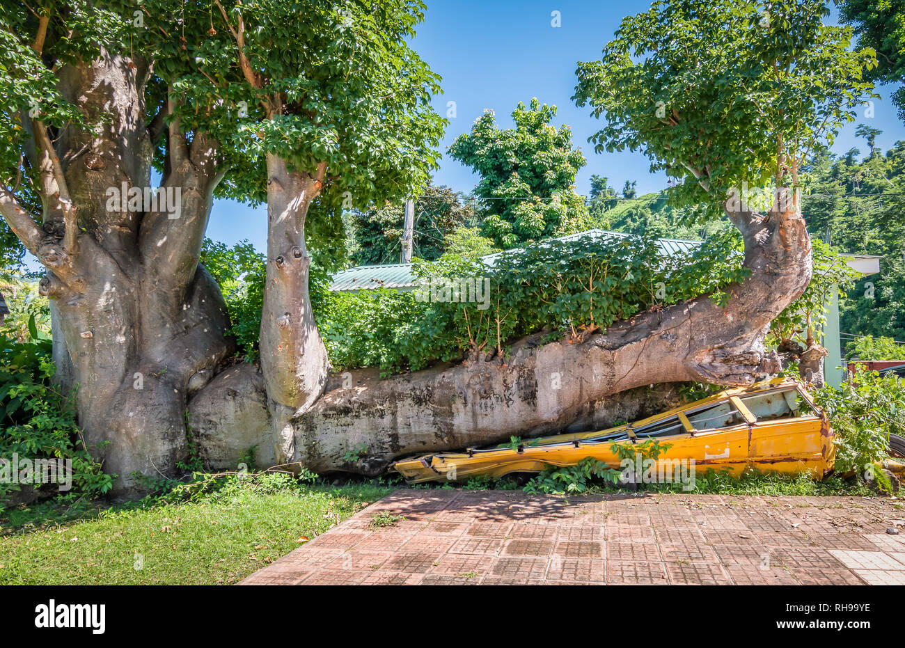 Autobus scolaire jaune géant sous arbre baissé en raison d'un ouragan sur l'île de la Dominique, West Indies. Banque D'Images