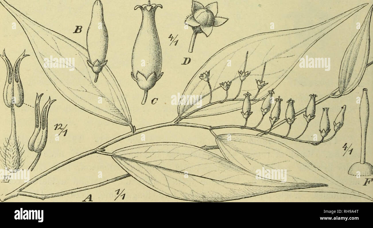 Jahrbu Botanische Cher Fu R Und Systematik Pflanzengeschichte Pflanzengeographie Plantengeografie Paleobotanie Botanique Taxonomie Pflanzen 178 C Lauterbach Beitrage Zur Flora Von Papuasien Vi Tusiusculis Glabris Corolle Urceolaris Jahrbu Botanische Cher Fu R Und Systematik Pflanzengeschichte Pflanzengeographie Plantengeografie Paleobotanie Botanique Taxonomie Pflanzen 178 C Lauterbach Beitrage Zur Flora Von Papuasien Vi Tusiusculis Glabris Corolle Urceolaris