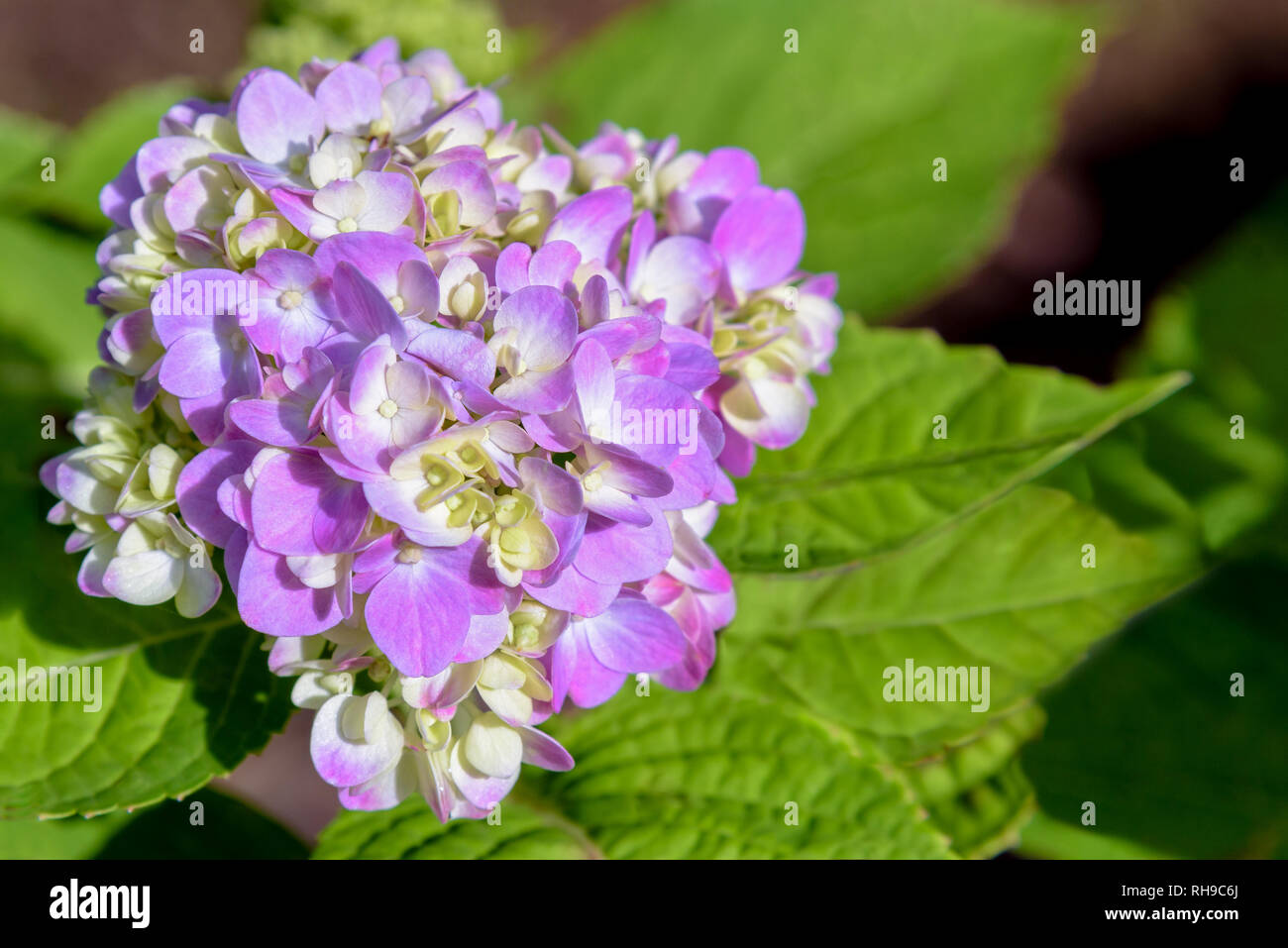 Belle close-up de violet ou rose et blanc groupe Hortensia ou Hydrangea macrophylla fleur sur l'arbre Banque D'Images