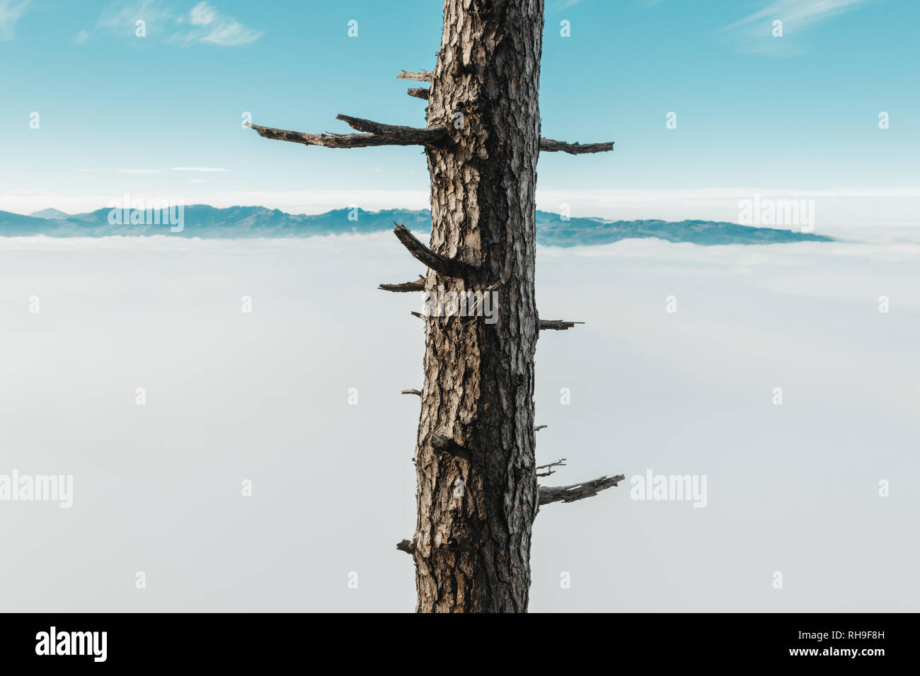 Arbre avec branches sciées en face de matin brouillard et gamme de montagne Banque D'Images