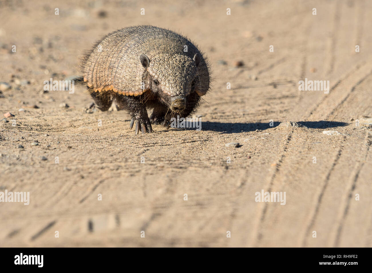 Cute grand tatou velu sur une route dans la presqu'île de Valdés, en Argentine Banque D'Images