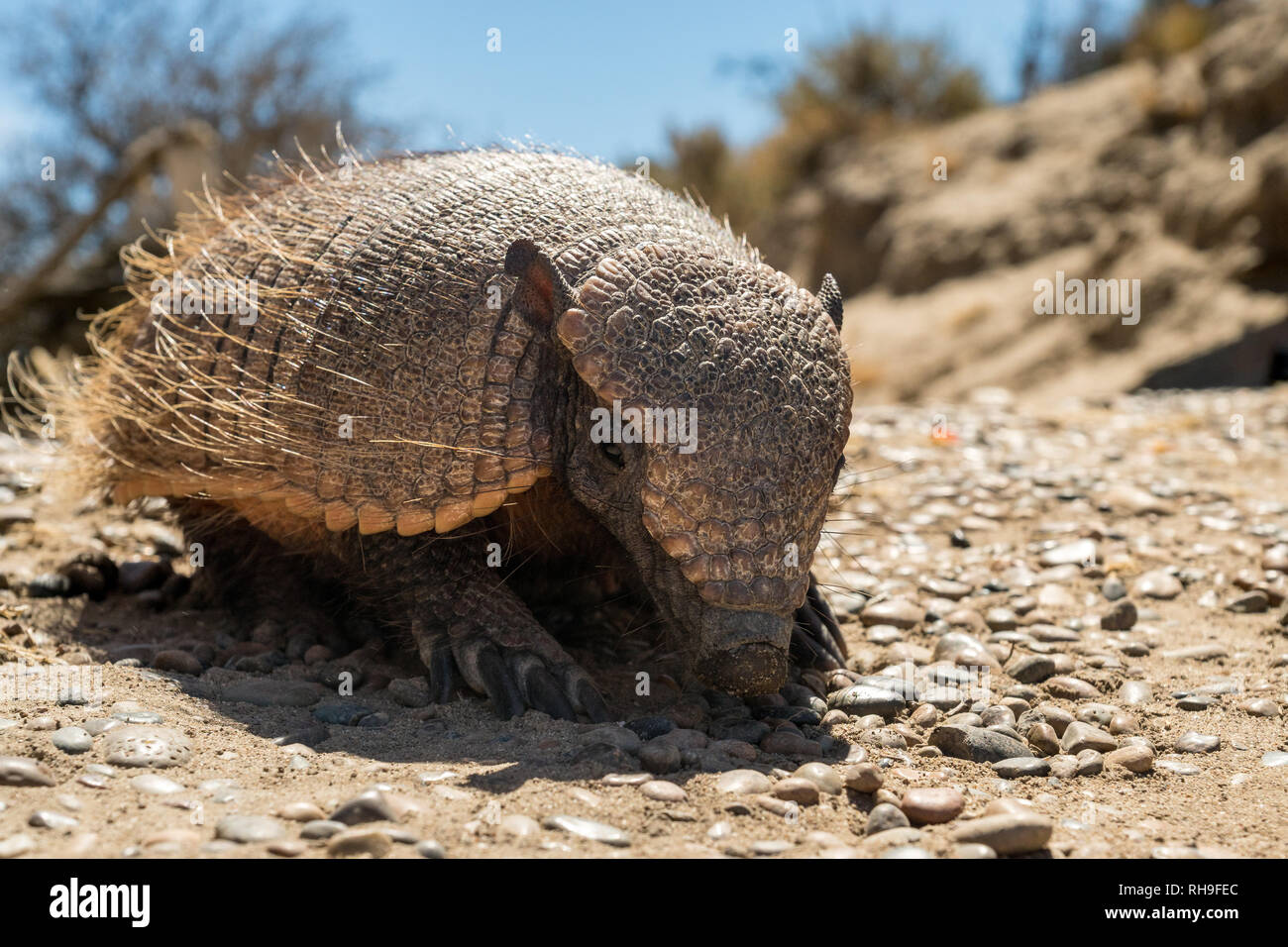 Cute grand tatou velu sur une route dans la presqu'île de Valdés, en Argentine Banque D'Images