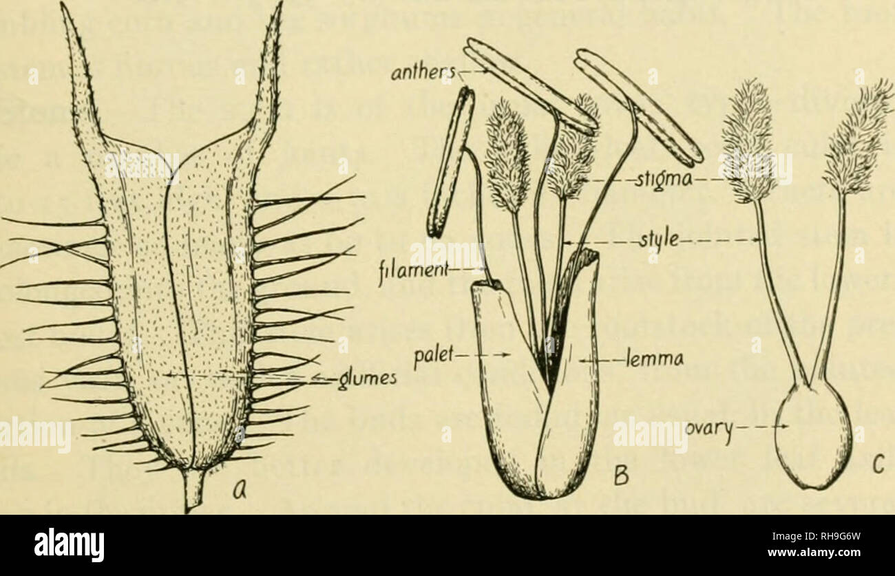 . La botanique des plantes cultivées ; un texte et ouvrage de référence. La botanique, économique. PHLEUM PRATENSE 223 par le lemme et palct. L'auto-fertilisation survient habituellement dans Timothée, bien que les échanges peuvent également avoir lieu. Il est d'usage de couper Timothy s'il est en fleur ou juste après la floraison, car le rendement de matière sèche est supérieure à un autre stade de maturité. Cela est dû à la perte de feuilles et la circulation des matières alimentaires pour les racines qui suivent la période de floraison.. Fig. 85.-la phléole des prés (Phleum pratense). Un seul épillet, B ; épillet, avec glumes retiré ; C, pistil. L'environnem Banque D'Images