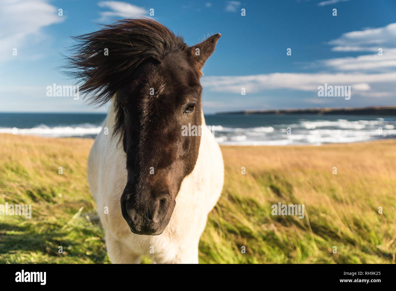 Un cheval islandais sur la côte nord de l'Islande debout dans de fortes rafales de vent. c'était le premier cheval jamais que a refusé une carotte =) probablement jamais tas Banque D'Images