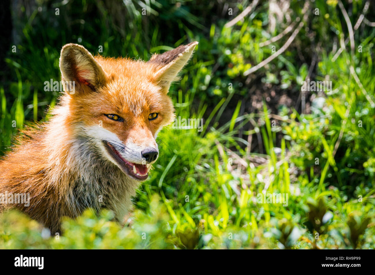 Portrait D Un Renard Roux Dans Parc National Du Gran Paradiso Vallee D Aoste Italie Photo Stock Alamy
