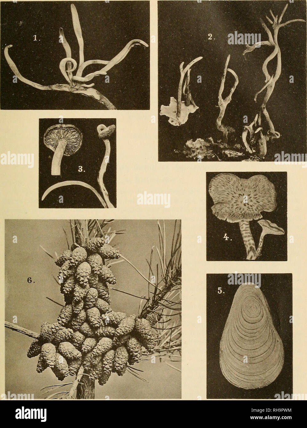 . Botanische Zeitung. Les plantes ; les plantes. Botanische Zeitung. Jahrg. LXII. Taf. IV.. Graphique. Institut Julius Klinkhardt, Leipzig.. Veuillez noter que ces images sont extraites de la page numérisée des images qui peuvent avoir été retouchées numériquement pour plus de lisibilité - coloration et l'aspect de ces illustrations ne peut pas parfaitement ressembler à l'œuvre originale.. Mohl, Hugo von, 1805-1872 ; Schlechtendal, D. F. L. von (Diederich Franz Leonhard), 1794-1866. Berlin : A. Förstner Banque D'Images