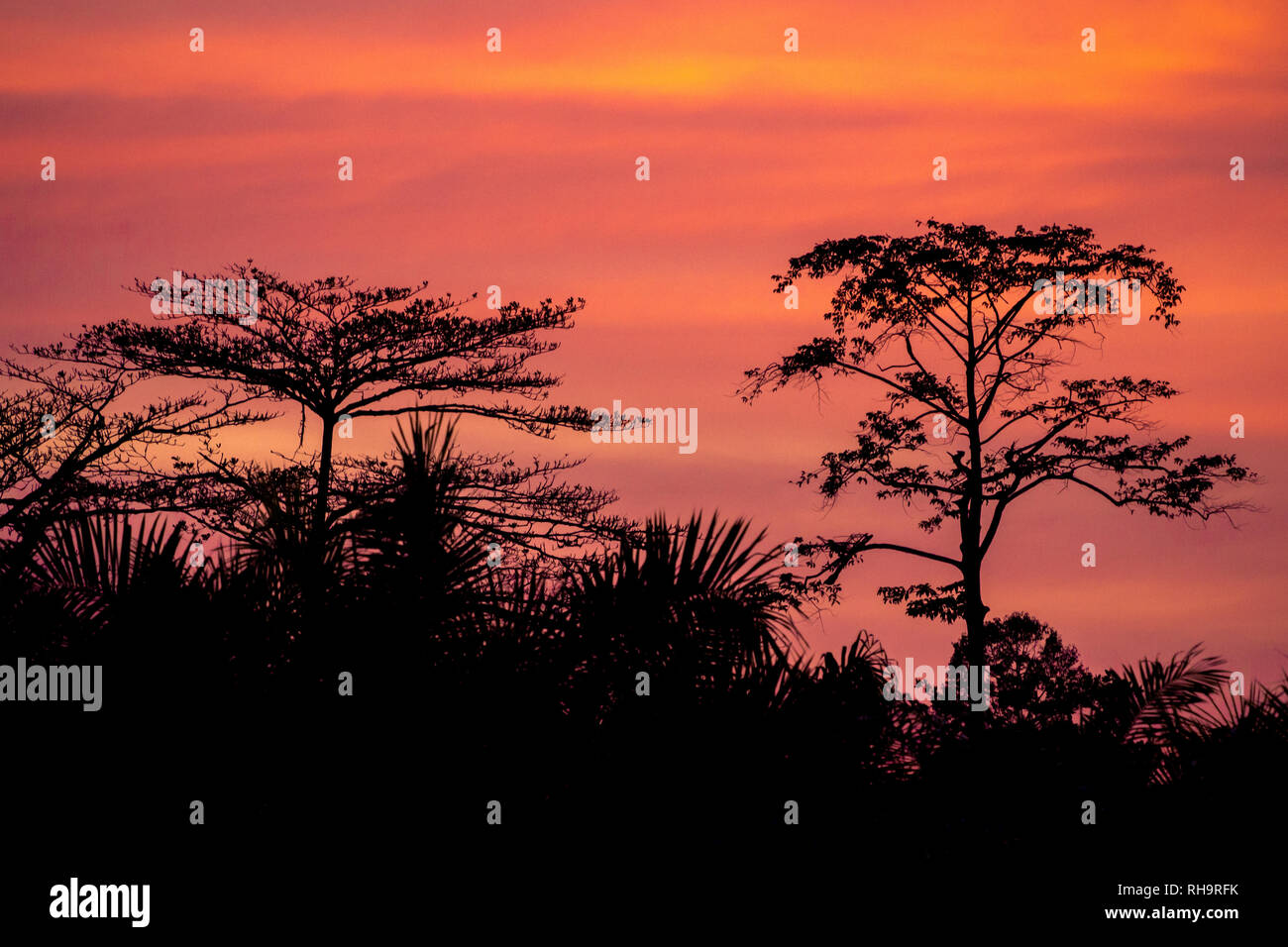 Kinabatangan Wildlife Sanctuary en jungle dans la soirée, Sabah, Bornéo, Malaisie Banque D'Images