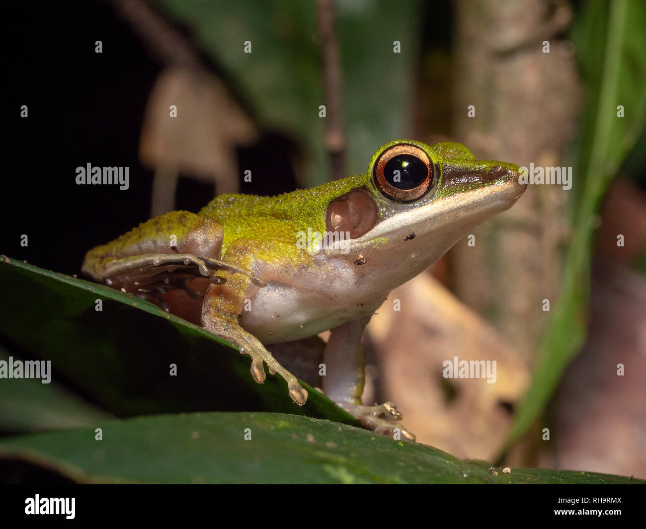 White-labiés Hylarana raniceps (grenouille) dans Tawau Hills Park, Bornéo Banque D'Images