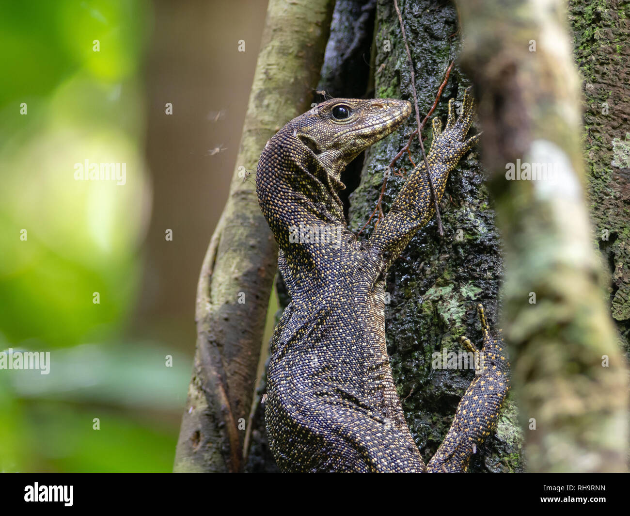 Moniteur de l'eau (Varanus salvator) arbre d'escalade dans le parc national de Taman Negara Banque D'Images