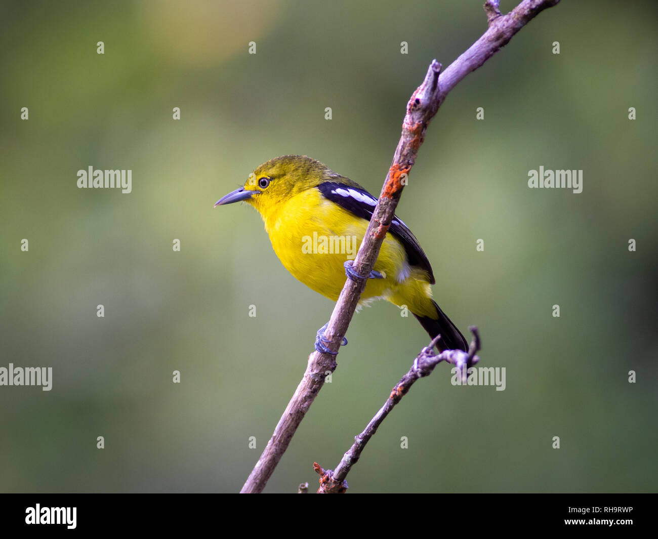 Iora Aegithina tiphia (commune) dans le parc national de Bako, Sarawak, Malaisie Banque D'Images