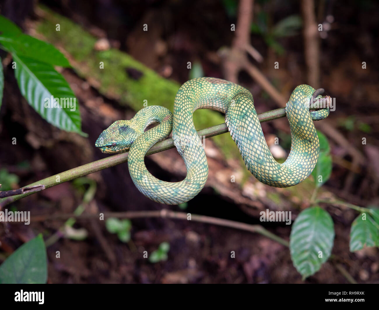 Wagler (Tropidolaemus wagleri du pitviper) dans le parc national de Bako, Bornéo, Malaisie Banque D'Images