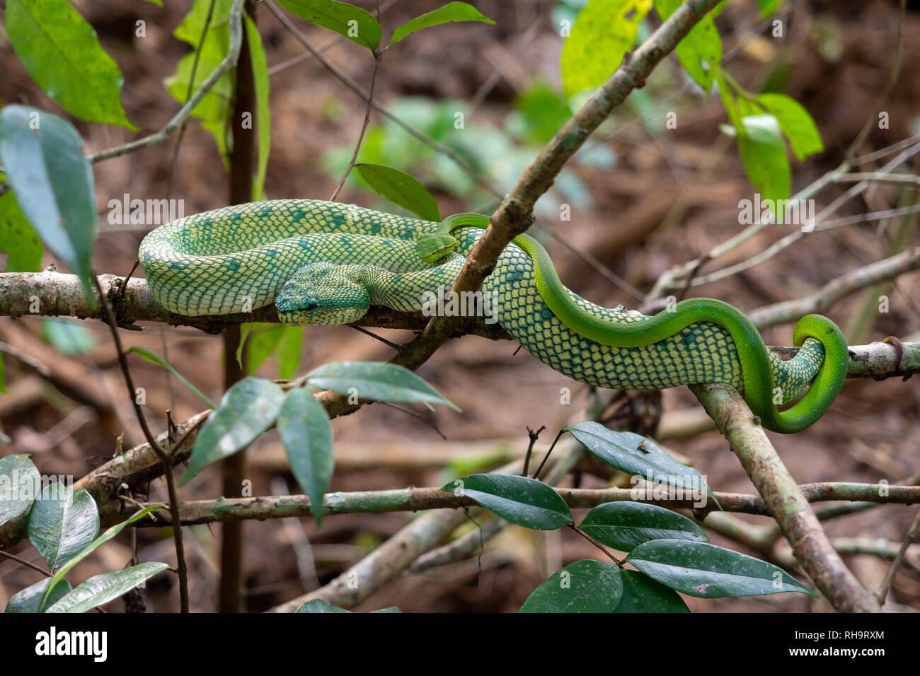L'pitvipers Wagler (Tropidolaemus wagleri) l'accouplement en parc national de Bako, Bornéo, Malaisie Banque D'Images