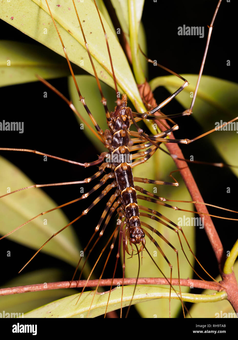 Parc national de Bako, Bornéo Banque D'Images