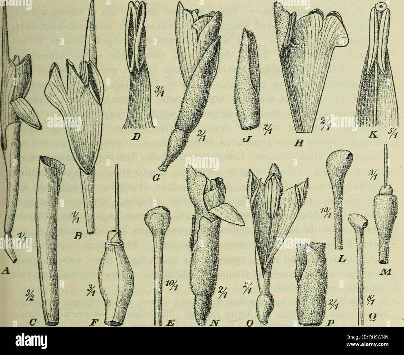 . Jahrbu Botanische ?cher fu ?r und Systematik, Pflanzengeschichte Pflanzengeographie. Plantengeografie Paleobotanie ; botanique ; ; ; Taxonomie Pflanzen. E. Zingiberaceen Deutsch-Neu Valeton, Die-guinées. 85 30 mm. Röhre bis auf 4 mm eingeschlossen. Dorsaler Kronzipfel 30 mm lang, wovon 16 mm auf den 2 mm breiten Hornanhang kommen. Labellumlappen halbeiförmig rechtem Vorderrand nervigem, mit, 2 mm, 6 mm breit lang. 8 mm d'Anthera Filamente, Lang Lang 7 mm. Frucht ? - Fig. Un Nordost-Neu 7- F.-Guinée : Auf Bäumen auf dem Kami-Gebirge (Schlechter n. 1 127 7. - 3. Janv. 1908 ; n. 17 032. - 24. Dez. 1907). D Banque D'Images