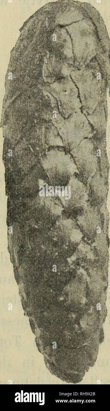 . Jahrbu Botanische ?cher fu ?r und Systematik, Pflanzengeschichte Pflanzengeographie. Plantengeografie Paleobotanie ; botanique ; ; ; Taxonomie Pflanzen. 230 J. Holmboe. die nach der Einwanderimg dieses Baumes gebildet, sind oft de großer Menge beobachtet. Als combustibles ist die Kiefer durch ganz Norwegen sehr, selbst dans l den jetzt baumlosen Küstendistrikten gegen das Meer und von Jäderen Karmöen, Lister (Schübeler) bis nach den Teilen nördlichsten des Landes. Während die Kiefer gegenwärtig im arktischen Norwegen tellement gut wie aus- schließlich dans den inneren und- Taldistrikten vorkommt Fjord, la guerre sie f Banque D'Images