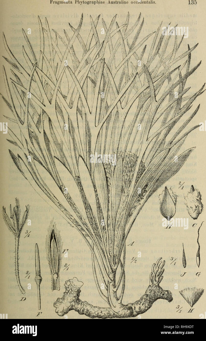 . Jahrbu Botanische ?cher fu ?r und Systematik, Pflanzengeschichte Pflanzengeographie. Plantengeografie Paleobotanie ; botanique ; ; ; Taxonomie Pflanzen. Fig. 13. Isopogon alcicornis D'ieh : un habitus. B, G de rampes. D Perianthiiim. E seg- menü partis anterioris latus interius. F Stylets de apex. 0-J Fructus juvenilis.. Veuillez noter que ces images sont extraites de la page numérisée des images qui peuvent avoir été retouchées numériquement pour plus de lisibilité - coloration et l'aspect de ces illustrations ne peut pas parfaitement ressembler à l'œuvre originale.. Engler, Adolf, 1844-1930. Stuttgart : Schweizerbart Banque D'Images