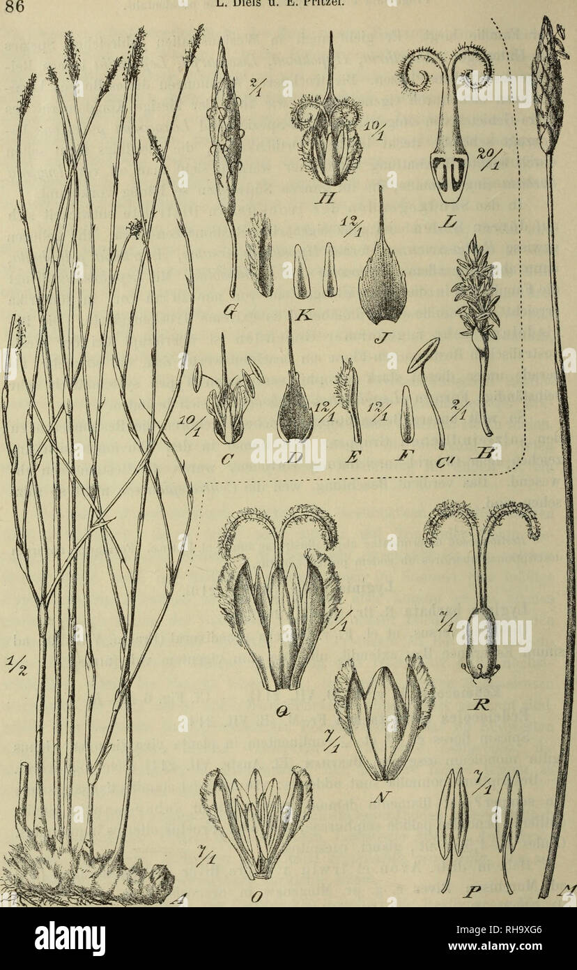 . Jahrbu Botanische ?cher fu ?r und Systematik, Pflanzengeschichte Pflanzengeographie. Plantengeografie Paleobotanie ; botanique ; ; ; Taxonomie Pflanzen. L. Biels u. E. Pritzel. Fig. 6. Un Bielsia cygnnrum-L Gilg. Un HaWtus. 5 Spicula (5- C Flos c^. C'étamine, j'Bracteae). Un PeriantMi segmentura'exterius. Segmentum interius. G Spicula Q. 5 Flos Q. J Bractea. Pe- rianthii .Monter segmenta. L gynécée. - M-E Ecdeiocolea monostachya F. v. M. M Culmi floriferi pars supérieur. Flos juvenilis N, 0 idem segmento antico dempto apertus. P l'endurance. Ç Flos Q adultus. R gynécée ac staminodes.. Veuillez noter que ces Banque D'Images