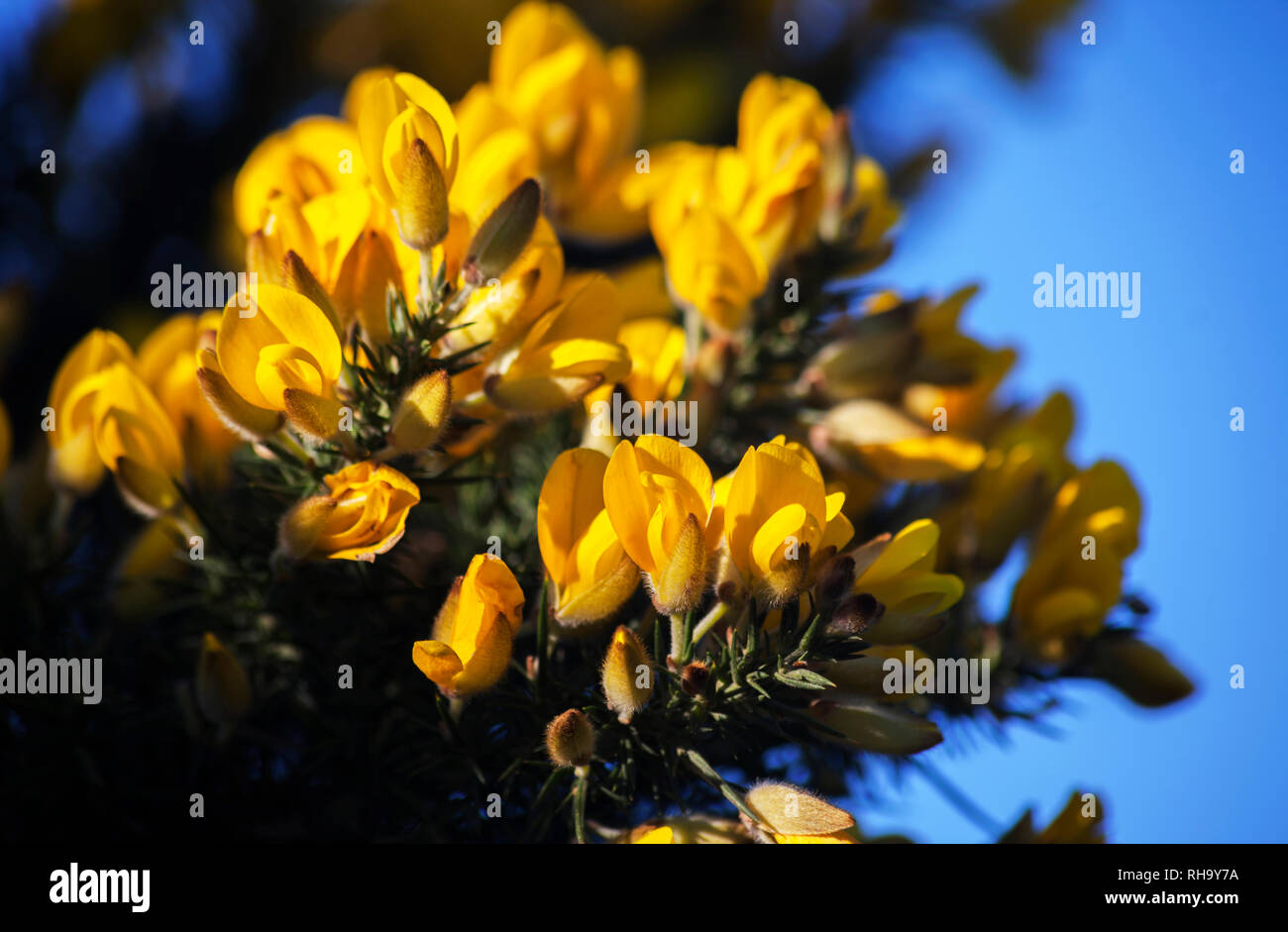 Floraison d'hiver - Ulex europaeus ajonc - fleurs jaunes en janvier. Banque D'Images