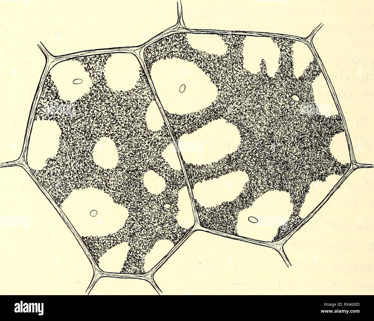 Botanisk Tidsskrift Botanique Plantes Les Plantes 258