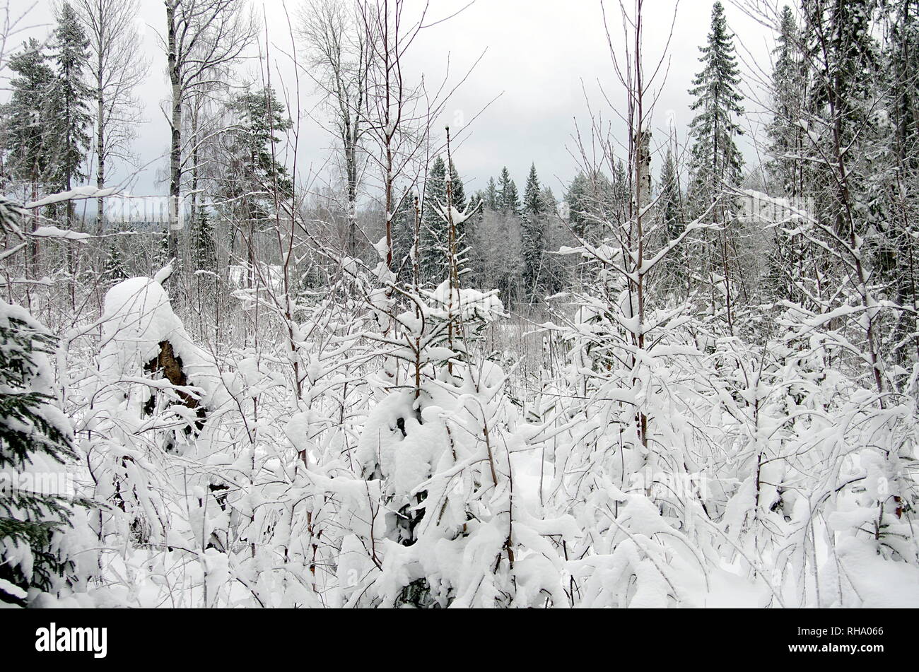 Belle scène d'hiver sur une journée froide dans les forêts de la Suède. Banque D'Images