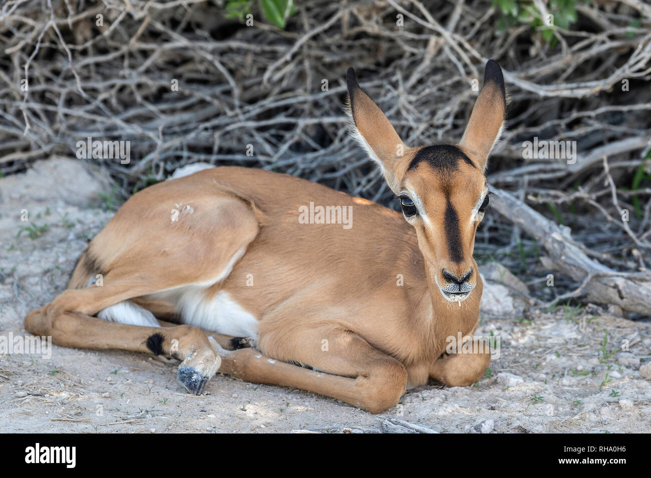 Un nouveau bébé, impala à face noire Aepyceros melampus, reposant sur le sol dans le parc d'Etosha. Banque D'Images