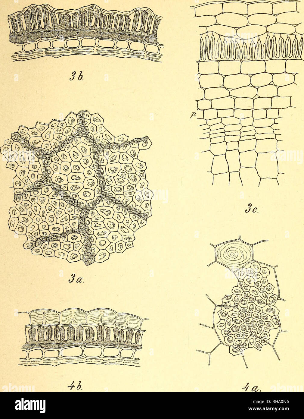 . Botanisk tidsskrift. Botanique ; plantes ; les plantes. Botanisk Tidsskrift 19. Bind. Tavle 8.. Veuillez noter que ces images sont extraites de la page numérisée des images qui peuvent avoir été retouchées numériquement pour plus de lisibilité - coloration et l'aspect de ces illustrations ne peut pas parfaitement ressembler à l'œuvre originale.. Botaniske forening i København. København : H. Hagerups Forlag Banque D'Images