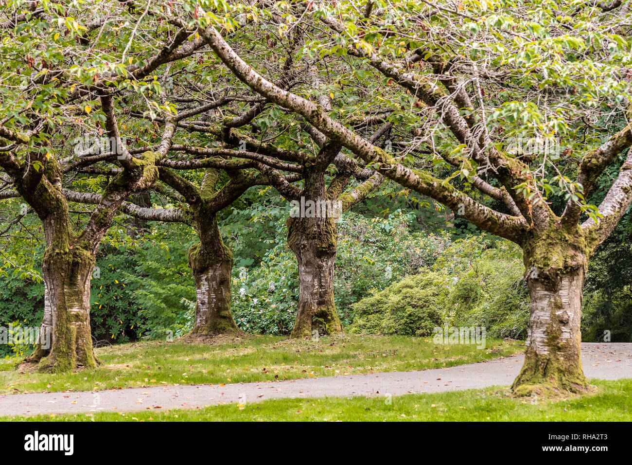 Groupe des Cerisiers en automne à l'intérieur d'une ville nature park, pas en fleur, floraison pas Banque D'Images