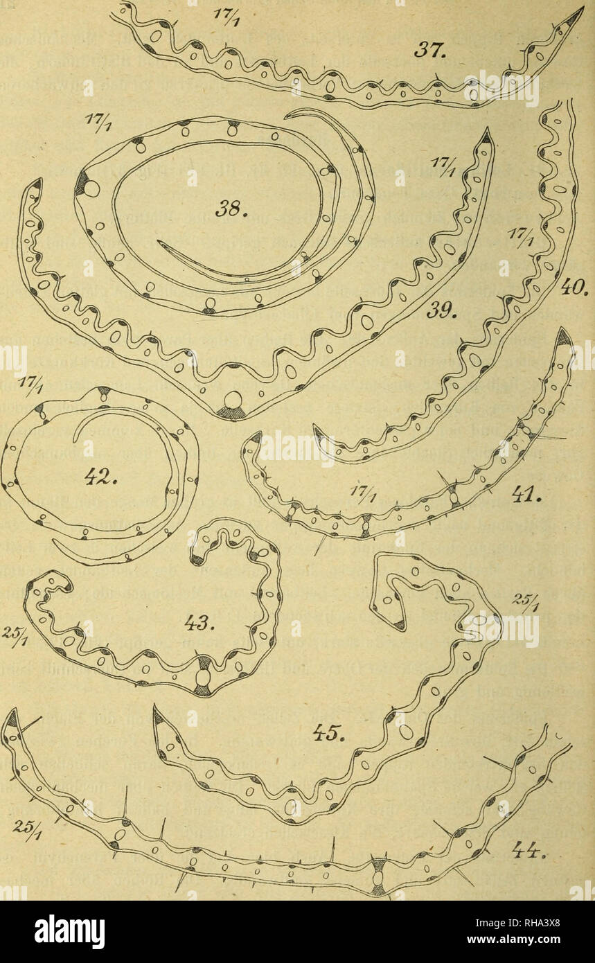 . Jahrbu Botanische ?cher fu ?r und Systematik, Pflanzengeschichte Pflanzengeographie. Plantengeografie Paleobotanie ; botanique ; ; ; Taxonomie Pflanzen. Fig. 37. Lolium multiflorum, Spreitenquerschnitt. - Fig. 88. Lolium perenne, Blatt- scheidenquerschnitt. Fig. 39. Id., Spreitenquerschnitt. - Fig. 40. Lolium temulentum, Spreitenquerschnitt. - Fig. 41. L'Aegilops ovata, Spreitenquerschnitt. - Fig. 42. Hordeum maritimum, Blattscheidenquerschnitt. Fig. 43. Id., Spreitenquerschnitt. - Fig. 44. Hordeum murinum, Spreitenquerschnitt. - Fig. 4 5. Hordeum sativum, Spreitenquerschnitt.. Veuillez noter que ces i Banque D'Images