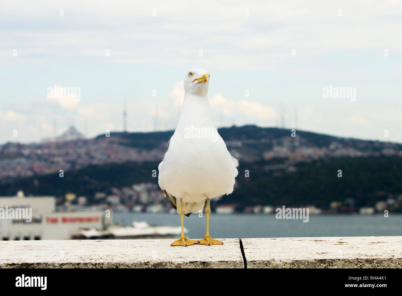 Un drôle de mouette à Istanbul rive européenne du côté asiatique avec en arrière-plan. Banque D'Images