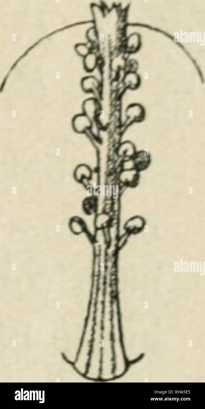 . Botanische Jahrbcher Pflanzengeschichte und Systematik fr, Pflanzengeographie. Les plantes. Fig. '. Ausbildung des Staminaltubus. Sekt. 1. Afrotyphalaea'. Abb. •". P. Schimperiana Höchst. 2. P. küimandscharica Gurke. - Sekt. 2. Afrolopimia : ABB. 3. P. hirsuta Guill. et Perr. - Sekt. 3. Afrolebretonia : ABB. 4. P. denophora Ulbrich n. sp. - Sekt. 4. Columelle : ABB. 5. P. columelle Cav. - Sekt. 5. Prae- morsa : ABB. 6. P. praemorsa (L. f.) Cav. - Sekt. 6. Callicarpidiuyn : ABB. 7. P. cristata Schinz. - Sekt. 7. Craspedocarpidium : ABB. 8. P. leptocahjx ^Sonder) Ulbrich. - Sekt. 8. Pterocarpidium : ABB. Banque D'Images