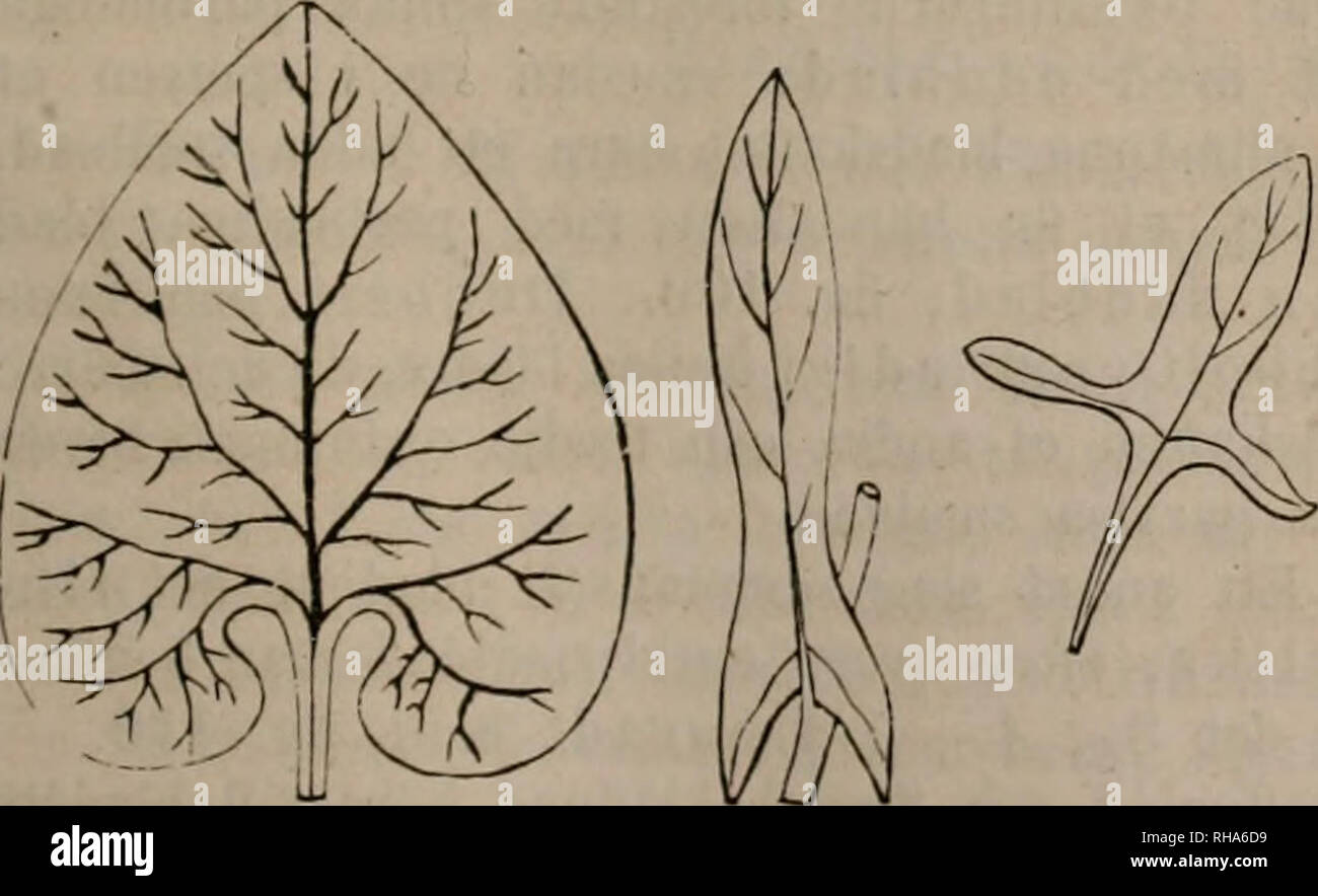 . Botanik. Les plantes. Mindre Såsom, förekommande likväl ofta hommes af namnet- stådda bladformer lätt för dessutom nämnas nålformiga må, triuda svärdlika- skär,, fig. 97. Fi.". 98. Fig. . Fomiiga rörlika 99 och blad. Spetsen eller bla- förekom 51 dets öfre ända- antingen trubbig afrundad mer eller, tvär intryckt- huggen,, ur- spetsig, nupen, fig.90, fig. spetsad 91,- spetsig stickande, de l'UDD. Vid basen eller ne- dre ändan inskuret sällan är bladet icke eller de- ladt på sådant sätt att termeno ancienne uppstå, såsom t. ex. hjertlik, fig. Pillik ; 97, fig. Spjutlik ; 98, fig. 99 ; o njurformig. s. v.. S'il vous plaît pas Banque D'Images