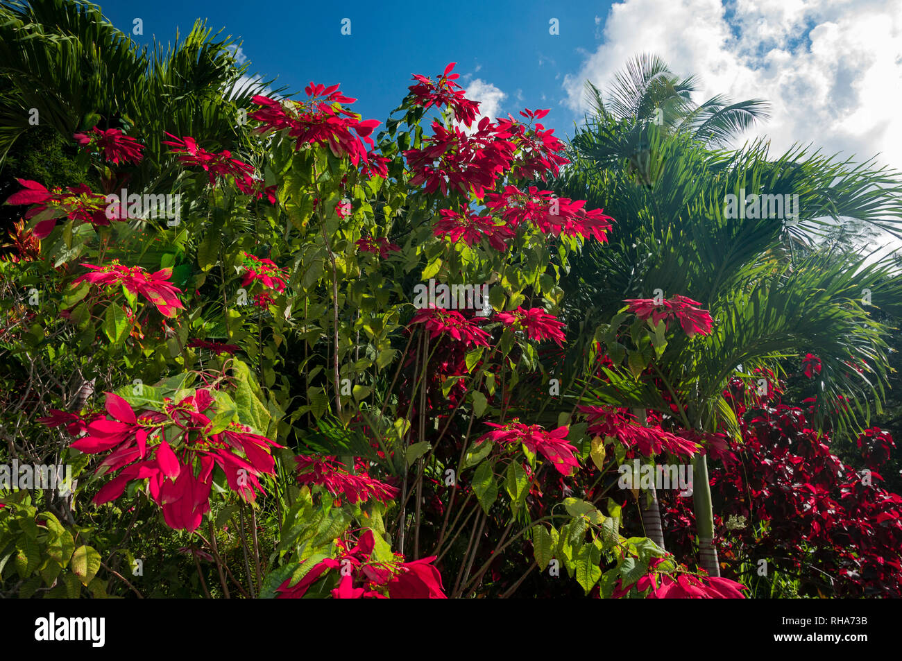 Poinsettia sauvage de plus en plus sur une journée ensoleillée à Saint-christophe, île des Caraïbes. Banque D'Images