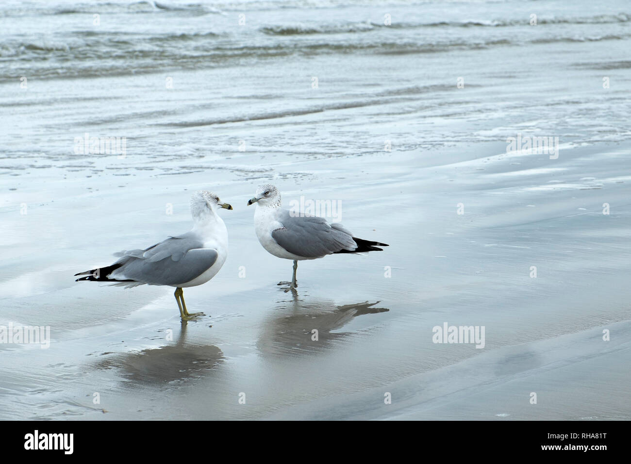 Les oiseaux de mer sur la plage sur une journée grise à Daytona Beach, en Floride Banque D'Images