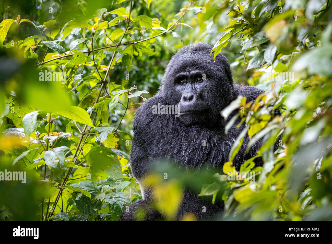 Portrait de silverback gorilla assis dans la forêt impénétrable de Bwindi, en Ouganda Banque D'Images