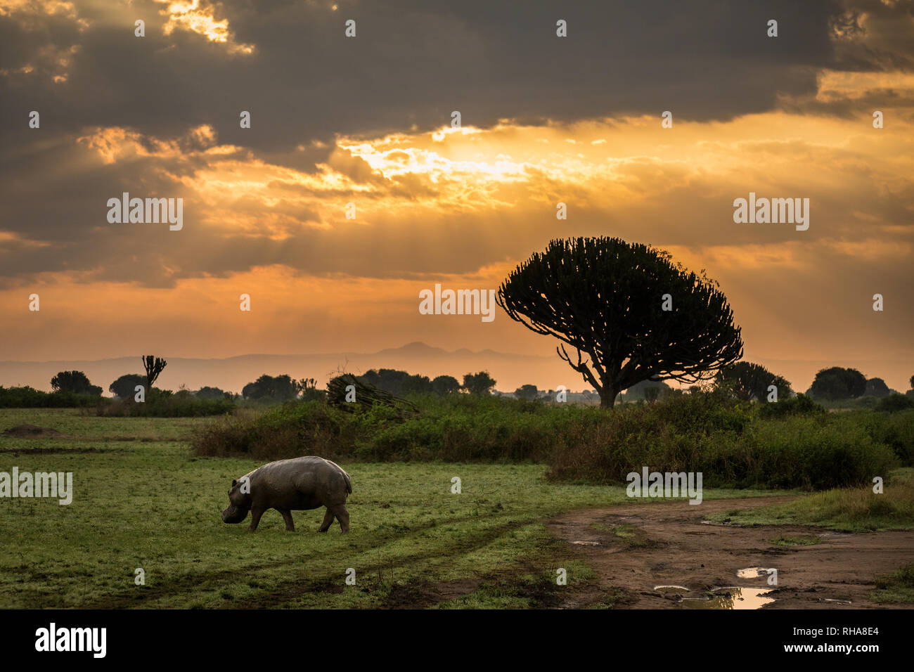 Hippopotame (Hippopotamus amphibius) à moody dawn dans le Parc national Queen Elizabeth, en Ouganda Banque D'Images