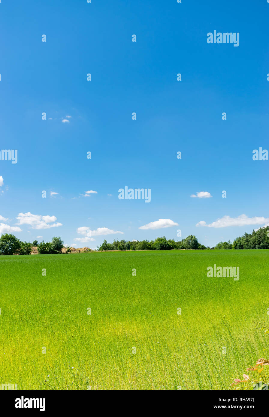Concept de la nature et du paysage : belle verdure pittoresques champs de lin avec ciel bleu et nuages blancs. Banque D'Images