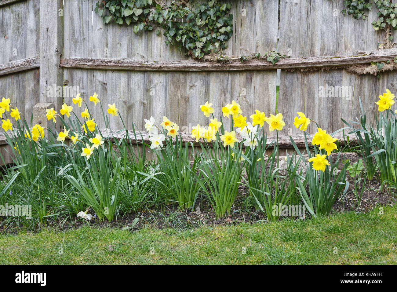 Les jonquilles en fleurs dans un jardin en Angleterre, Royaume-Uni Banque D'Images