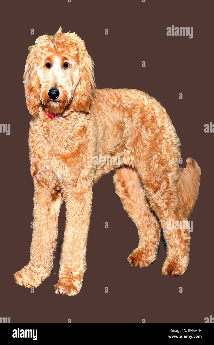 Livi Golden Doodle Banque D'Images