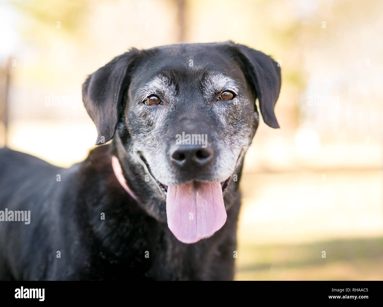 Un Labrador Retriever dog avec fourrure gris sur son visage Banque D'Images