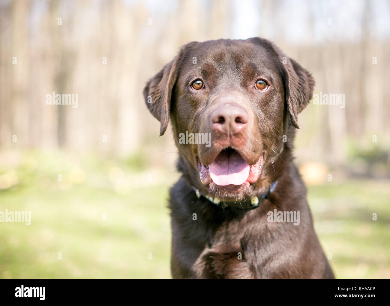 Un chien de race labrador retriever chocolat avec une expression heureuse Banque D'Images