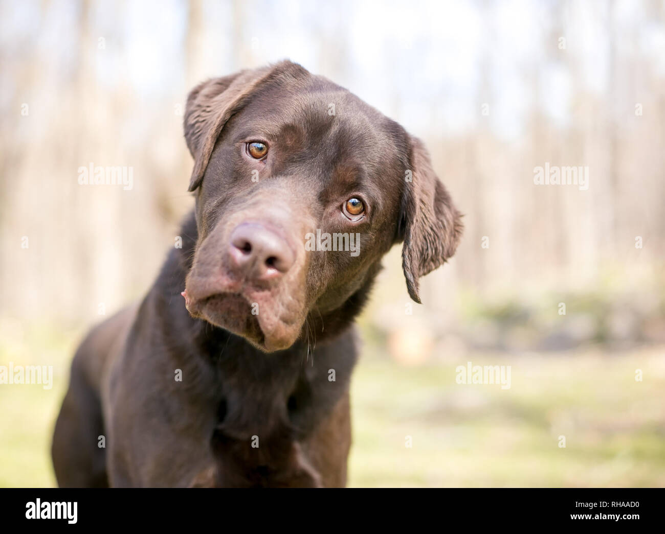 Un chien de race labrador retriever chocolat écoute avec une inclinaison de tête Banque D'Images