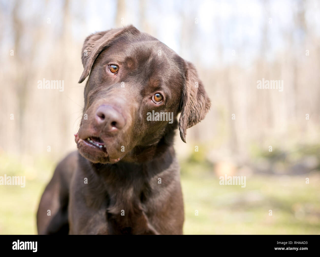 Un chien de race labrador retriever chocolat écoute avec une inclinaison de la tête et une expression comique sur son visage Banque D'Images