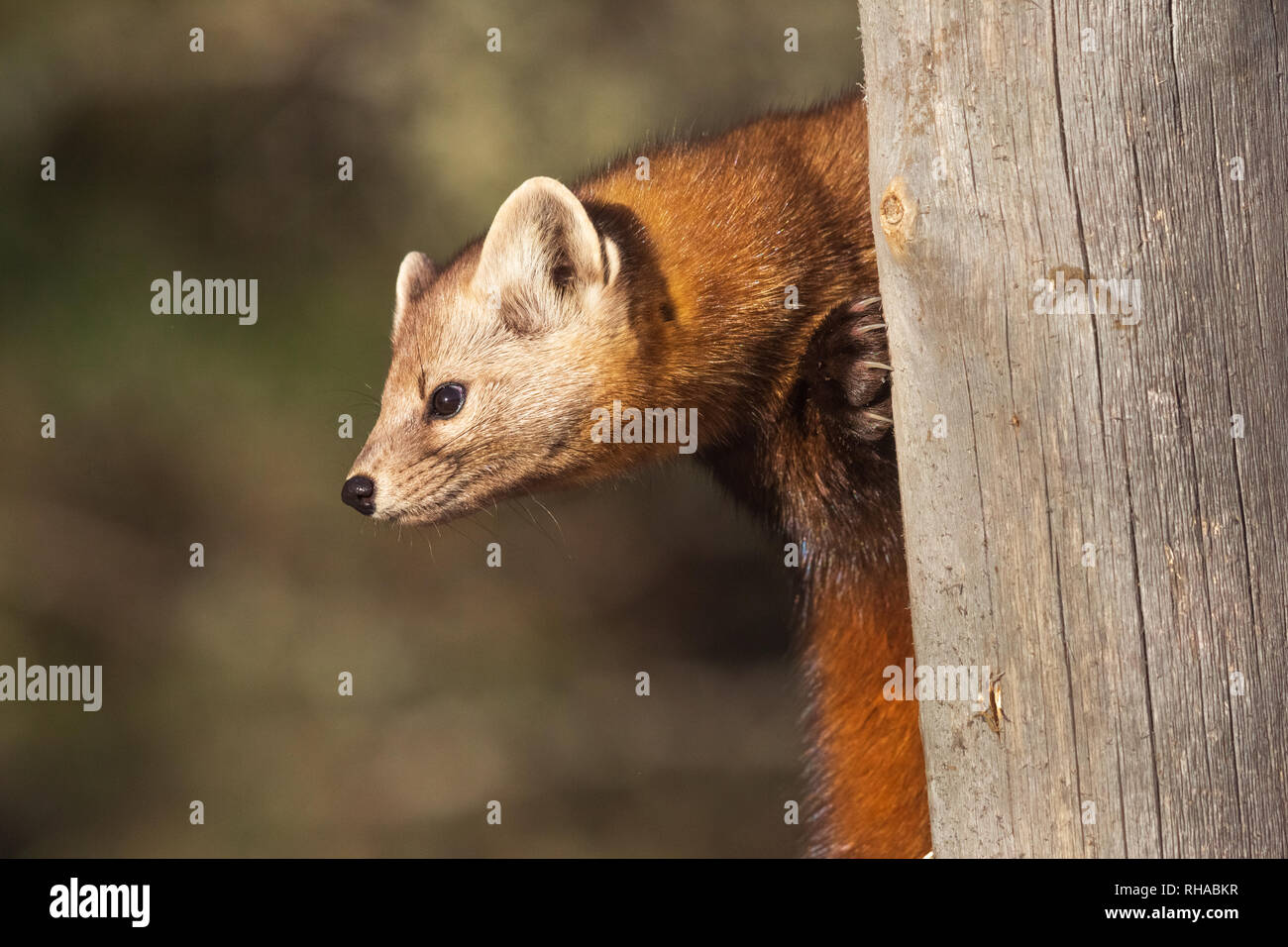 La Martre Banque D'Images
