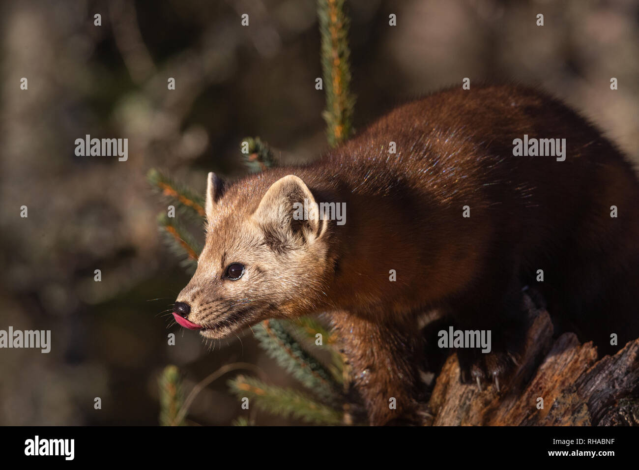 La Martre Banque D'Images