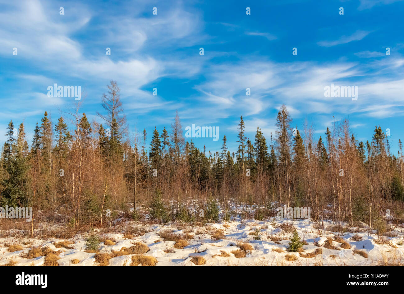 Sax-Zim Bog dans le nord du Minnesota. Banque D'Images