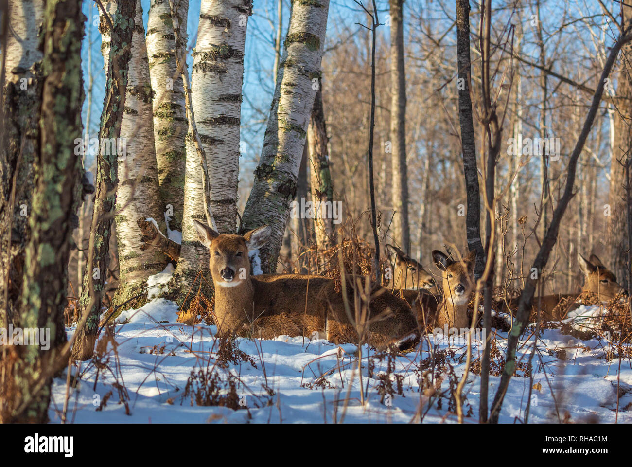 Famille de cerfs de lits dans une forêt du nord du Wisconsin. Banque D'Images