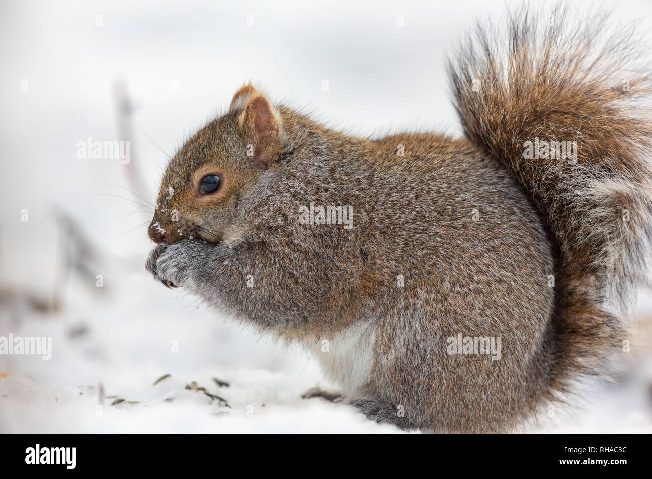L'écureuil gris dans le nord du Wisconsin. Banque D'Images