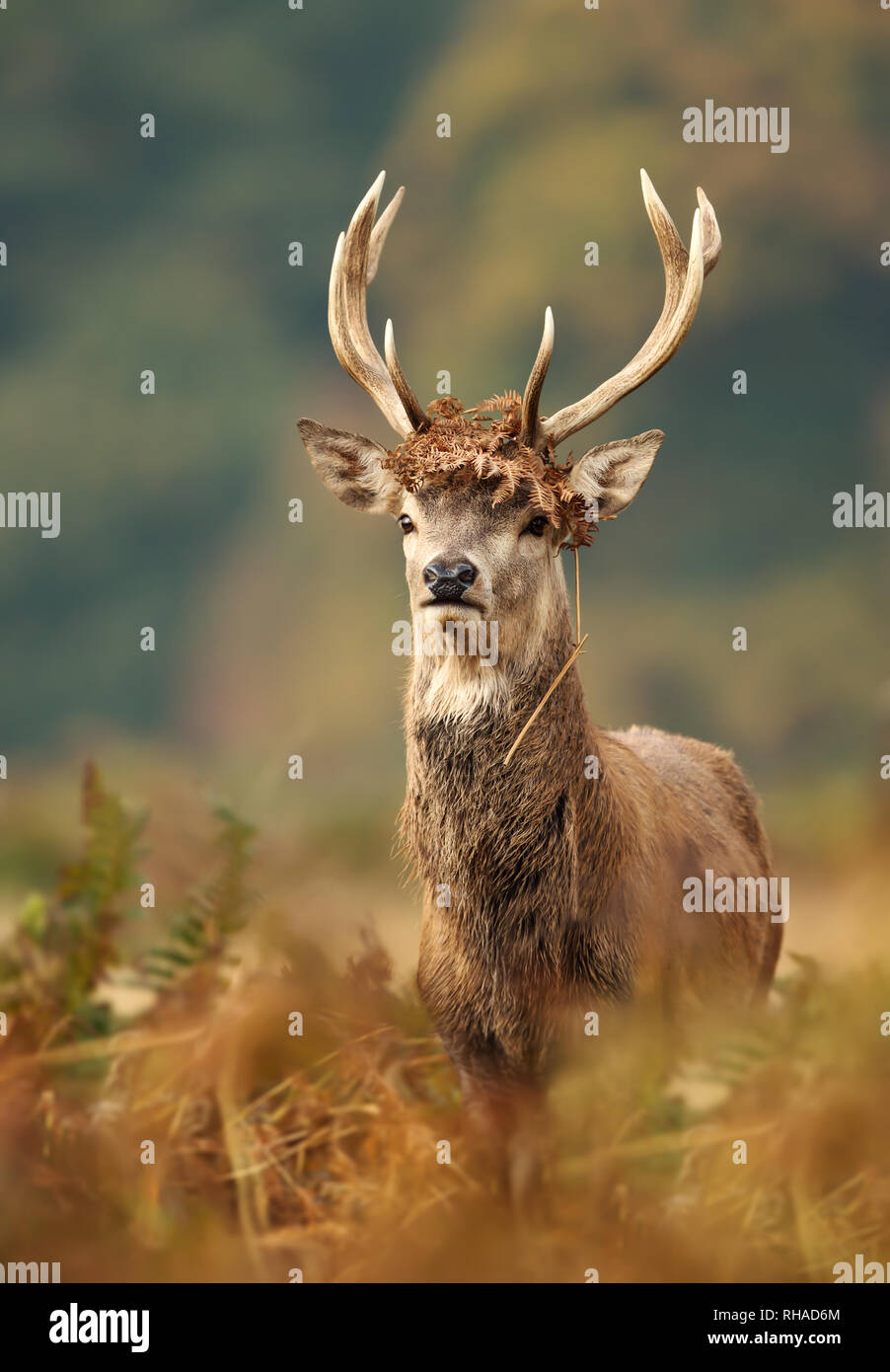 Close up of a young red deer buck avec fougère brun sur les bois pendant la saison du rut en automne, au Royaume-Uni. Banque D'Images