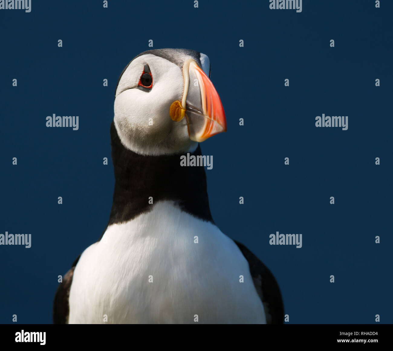 Portrait de macareux moine contre fond bleu, Fair Isle, Ecosse, Royaume-Uni. Banque D'Images