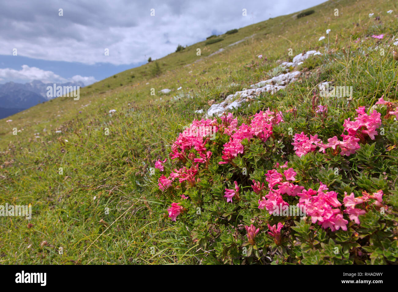 Snow-rose / rusty-leaved alpenrose (Rhododendron ferrugineum) en fleur, le Parc National du Hohe Tauern, Carinthie, Autriche Banque D'Images